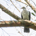 White-headed Pigeon (Columba leucomela)