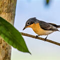 Leaden Flycatcher (Myiagra rubecula)
