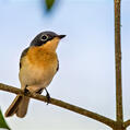 Leaden Flycatcher (Myiagra rubecula)