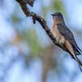 Fan-tailed Cuckoo (Cacomantis flabelliformis)