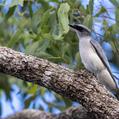 White-bellied Cuckooshrike (Coracina papuensis)