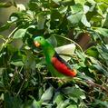 Red-winged Parrot (Aprosmictus erythropterus)