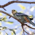 Pale-headed Rosella (Platycercus adscitus)