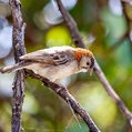 Speckle-fronted Weaver (Sporopipes frontalis)