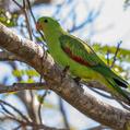 Red-winged Parrot (Aprosmictus erythropterus)