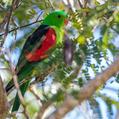 Red-winged Parrot (Aprosmictus erythropterus)