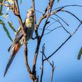 Pale-headed Rosella (Platycercus adscitus)