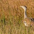 Australian Bustard (Ardeotis australis)