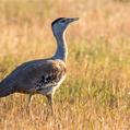 Australian Bustard (Ardeotis australis)