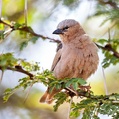 Grey-capped Social Weaver (Pseudonigrita arnaudi)