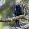 Spangled Drongo (Dicrurus bracteatus)