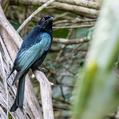 Spangled Drongo (Dicrurus bracteatus)