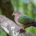 Pacific Emerald Dove