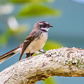 Grey Fantail (Rhipidura albiscapa)