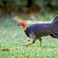 Australian Brushturkey (Alectura lathami)