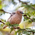 Grey-capped Social Weaver (Pseudonigrita arnaudi)