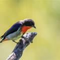 Mistletoebird (Dicaeum hirundinaceum)