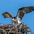 Eastern Osprey (Pandion cristatus)