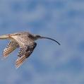 Far Eastern Curlew (Numenius madagascariensis)