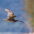 Far Eastern Curlew (Numenius madagascariensis)