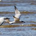 Gull-billed Tern (Gelochelidon nilotica)