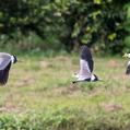Masked Lapwing (Vanellus miles)