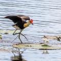 Comb-crested Jacana (Irediparra gallinacea)