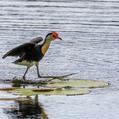 Comb-crested Jacana (Irediparra gallinacea)