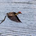 Comb-crested Jacana (Irediparra gallinacea)