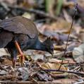 Orange-footed Scrubfowl (Megapodius reinwardt)