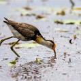 Comb-crested Jacana (Irediparra gallinacea)