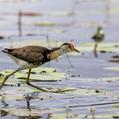 Comb-crested Jacana (Irediparra gallinacea)