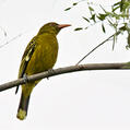 Green Oriole (Oriolus flavocinctus)