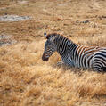 Plains Zebra (Equus quagga)