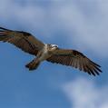 Eastern Osprey (Pandion cristatus)