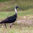 Straw-necked Ibis (Threskiornis spinicollis)