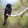Spangled Drongo (Dicrurus bracteatus)