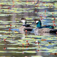 Green Pygmy Goose (Nettapus pulchellus)