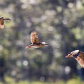 Plumed Whistling Duck (Dendrocygna eytoni)
