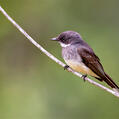 Northern Fantail (Rhipidura rufiventris)