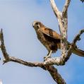 Brown Falcon (Falco berigora)