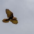 Brown Falcon (Falco berigora)