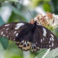 Cairns Birdwing (Ornithoptera euphorion)