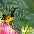 Olive-backed Sunbird (Cinnyris jugularis)