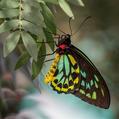 Cairns Birdwing (Ornithoptera euphorion)