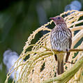 Australasian Figbird (Sphecotheres vieilloti)