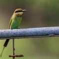 Rainbow Bee-eater (Merops ornatus)