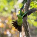 Red-winged Parrot (Aprosmictus erythropterus)