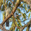 White-bellied Cuckooshrike (Coracina papuensis)