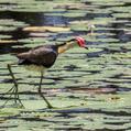Comb-crested Jacana (Irediparra gallinacea)